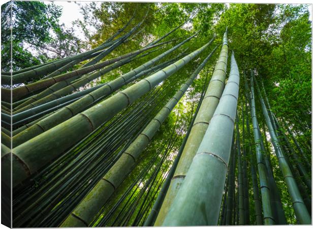 Tall Bamboo trees in an Japanese Forest Canvas Print by Erik Lattwein