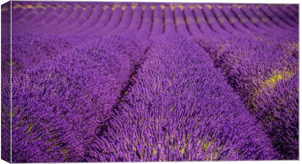 The violet lavender fields of Valensole Provence i Canvas Print by Erik Lattwein