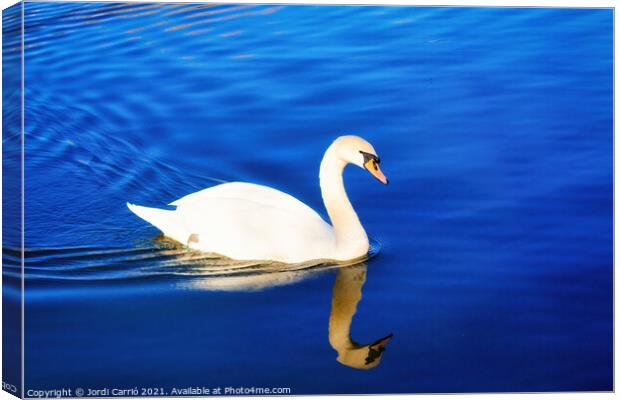 White swan sailing in the blue waters - Glamor Edition  Canvas Print by Jordi Carrio