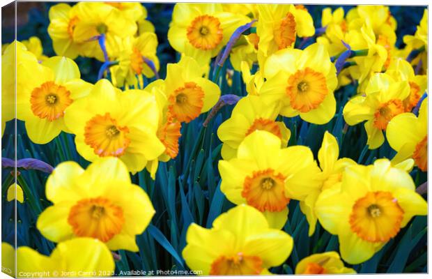 Yellow tulips. - CR2305-9199-ORT Canvas Print by Jordi Carrio