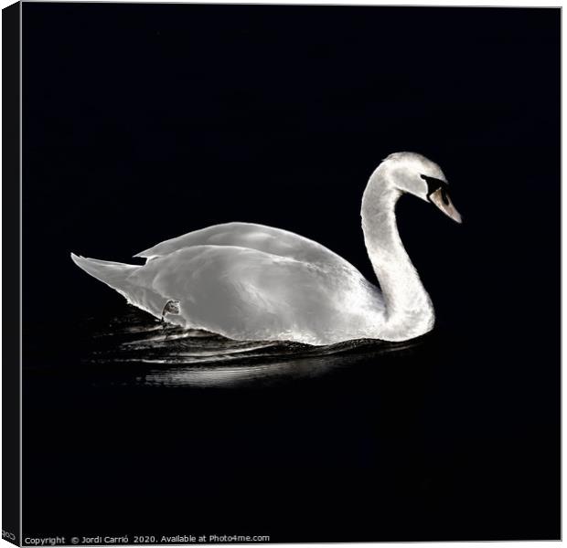 A swan at night on the lake Canvas Print by Jordi Carrio