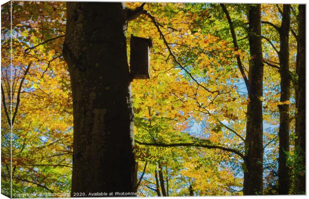 Beech forest of the Grevolosa in autumn  Canvas Print by Jordi Carrio