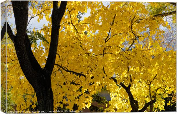 The leaves of the tree have turned yellow Canvas Print by Jordi Carrio
