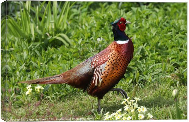 Majestic Pheasant in a Serene Garden Canvas Print by Simon Marlow