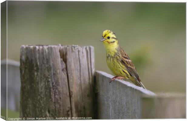 Yellowhammer Canvas Print by Simon Marlow