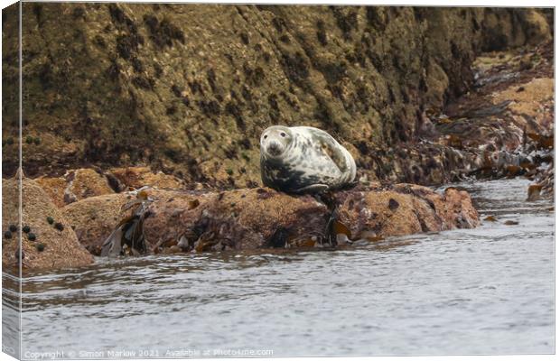 Serene Grey Seal Basking in the Isles of Scilly Su Canvas Print by Simon Marlow