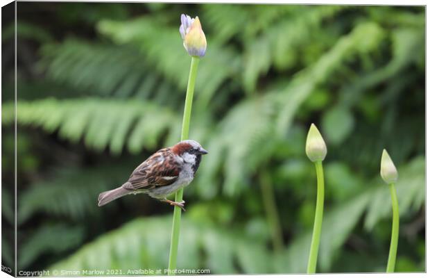 Serene Sparrow Amidst Lush Isles Canvas Print by Simon Marlow