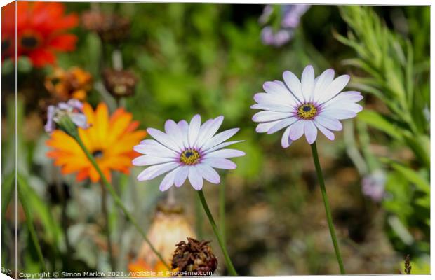 Exotic Cosmos Blooms on Scilly Isles Canvas Print by Simon Marlow