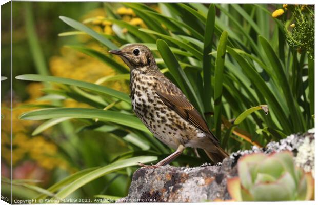 Song thrush Canvas Print by Simon Marlow