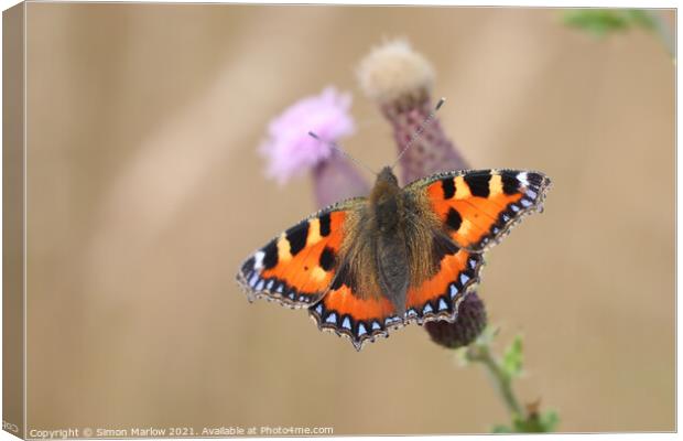 Majestic Tortoiseshell Butterfly Canvas Print by Simon Marlow