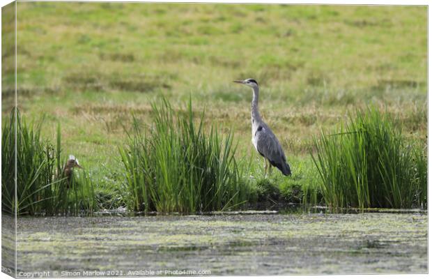 Majestic Grey Heron Canvas Print by Simon Marlow