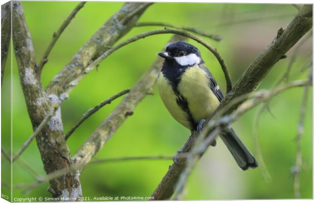 Great tit Canvas Print by Simon Marlow