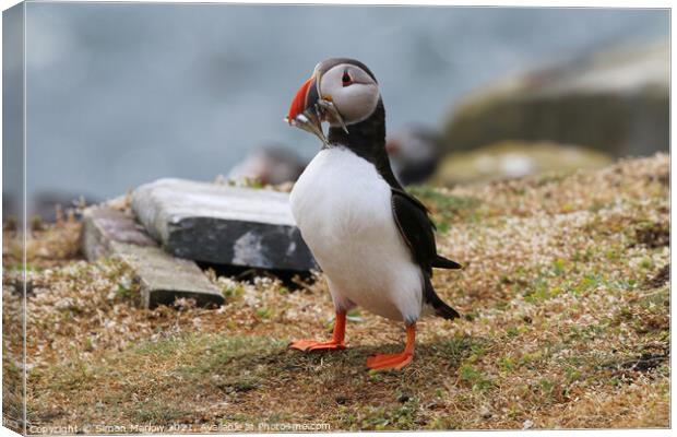 Atlantic Puffin Canvas Print by Simon Marlow