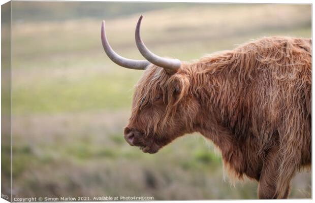 Highland Cow Canvas Print by Simon Marlow