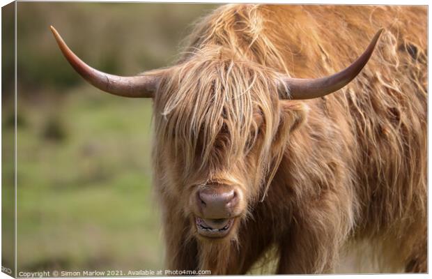 Majestic Highland Cow Canvas Print by Simon Marlow