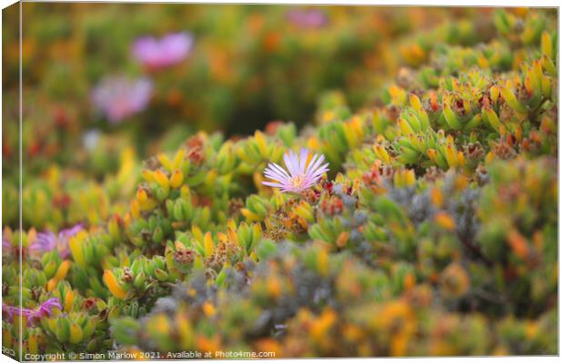 Mesembryanthemum flower in the Isles of Scilly Canvas Print by Simon Marlow
