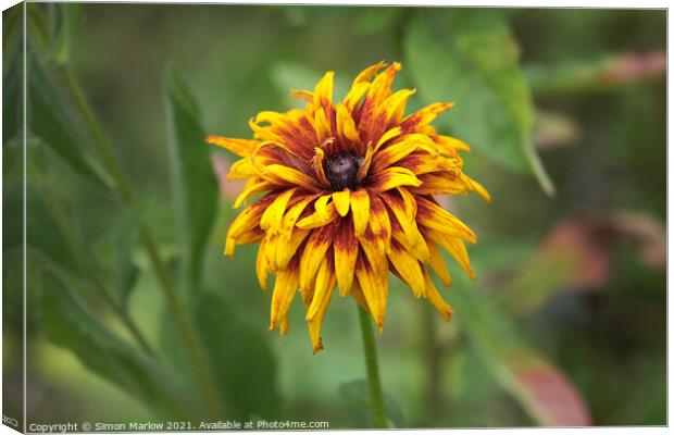 Blackeyed Susan (Rudbeckia hirta) Canvas Print by Simon Marlow