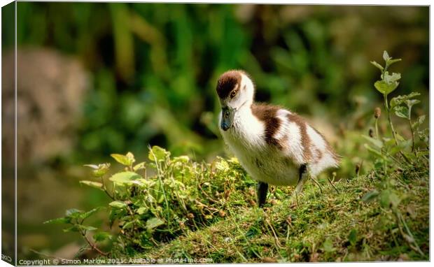 Cute Egyptian Gosling Canvas Print by Simon Marlow
