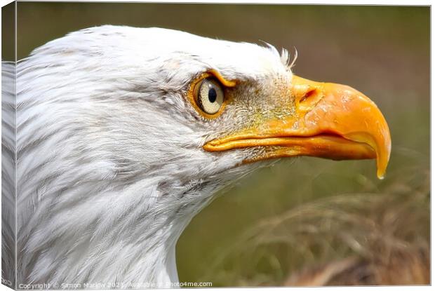 Stunning side portrait of an Eagle head Canvas Print by Simon Marlow
