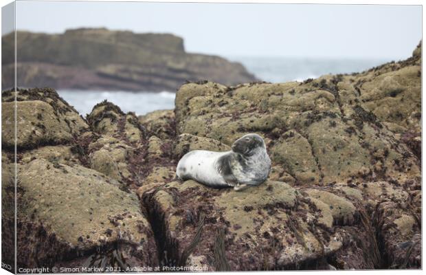 Seal on rocks in the Isles of Scilly Canvas Print by Simon Marlow