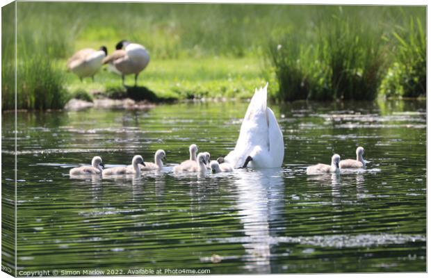 Graceful Mother Swan and Her Nine Adorable Cygnets Canvas Print by Simon Marlow