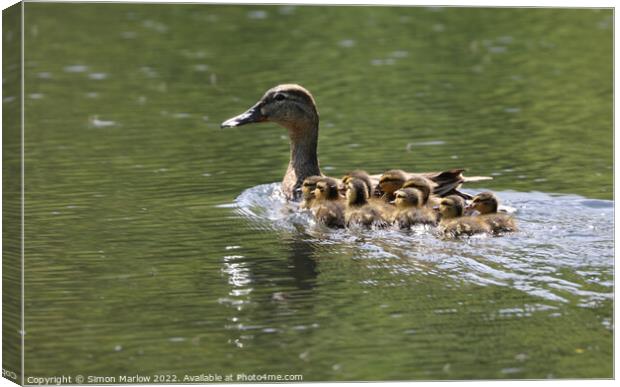 Majestic Mallard and Her Ten Adorable Ducklings Canvas Print by Simon Marlow