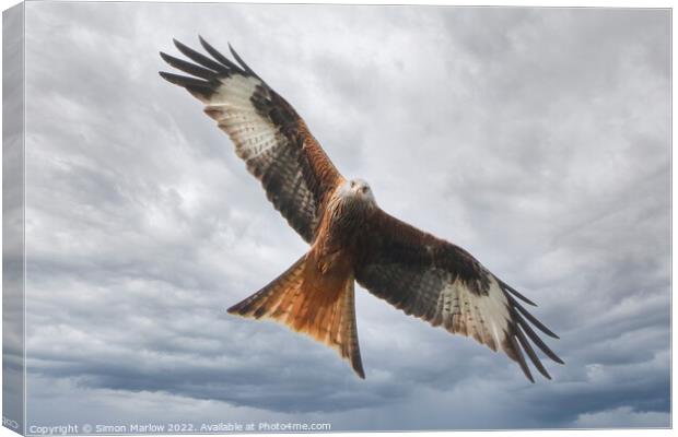 Red Kite looking straight at you Canvas Print by Simon Marlow