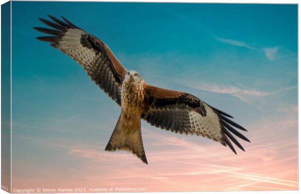Majestic Red Kite in South Shropshire Canvas Print by Simon Marlow