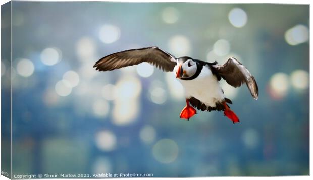 Atlantic Puffin coming into land Canvas Print by Simon Marlow