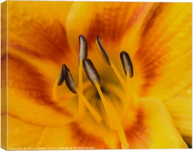 Enchanting Intimacy of a Day Lily Blossom Canvas Print by Simon Marlow