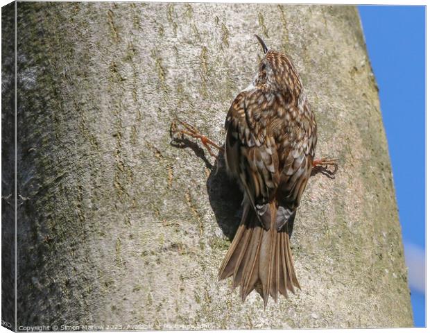 Treecreeper clinging to a tree Canvas Print by Simon Marlow