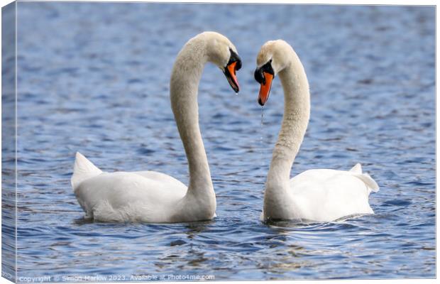 A beautiful pair of courting Mute Swans Canvas Print by Simon Marlow