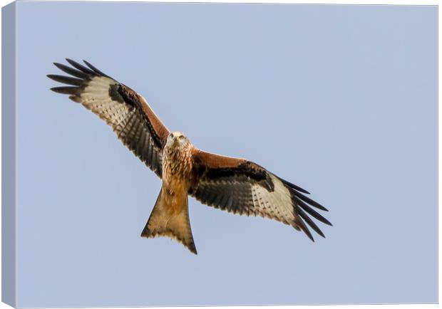 Majestic Red Kite Overhead Canvas Print by Simon Marlow