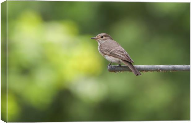 Elusive Beauty The Spotted Flycatcher Canvas Print by Simon Marlow