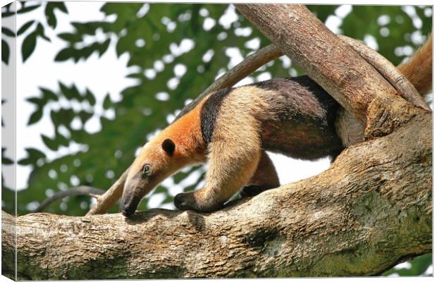 Wild Anteater on a tree in Costa Rica Canvas Print by Simon Marlow