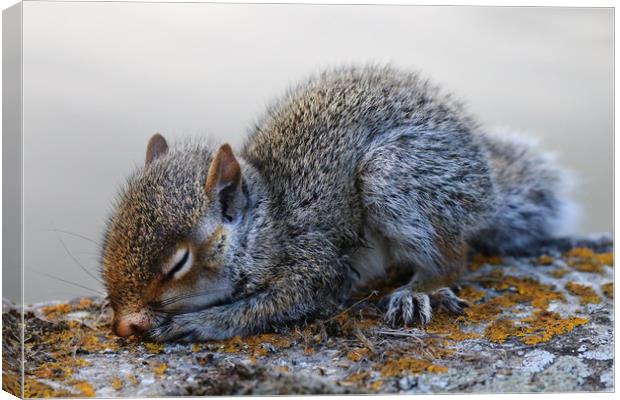 Very cute sleeping baby Grey Squirrel Canvas Print by Simon Marlow