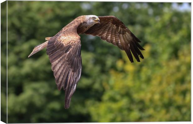 Majestic Hunter in Flight Canvas Print by Simon Marlow