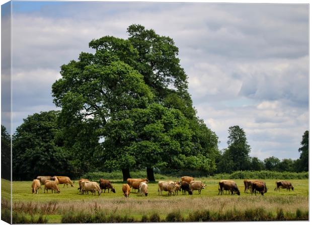 Serene Cattle Grazing in Luscious Landscape Canvas Print by Simon Marlow