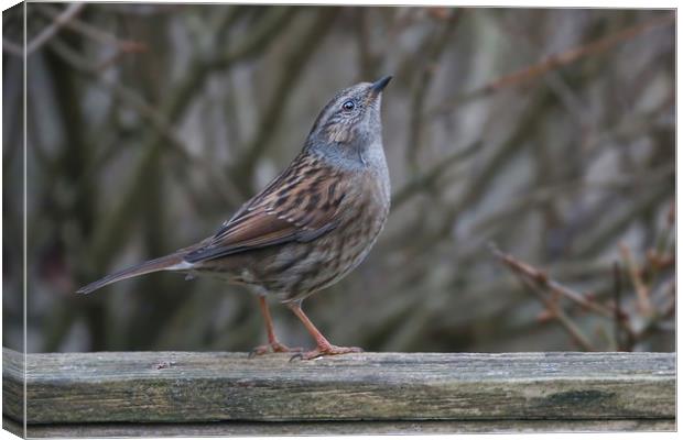 Dunnock The Humble Songbirds Majestic Look Canvas Print by Simon Marlow