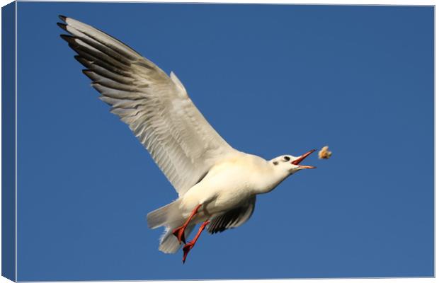 Gull catching food in flight Canvas Print by Simon Marlow