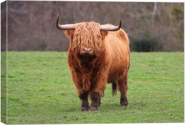 Highland Cow standing in a field Canvas Print by Simon Marlow