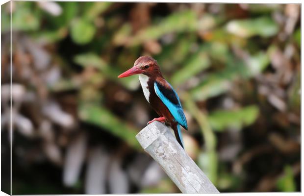 The Elegant WhiteThroated Kingfisher Canvas Print by Simon Marlow