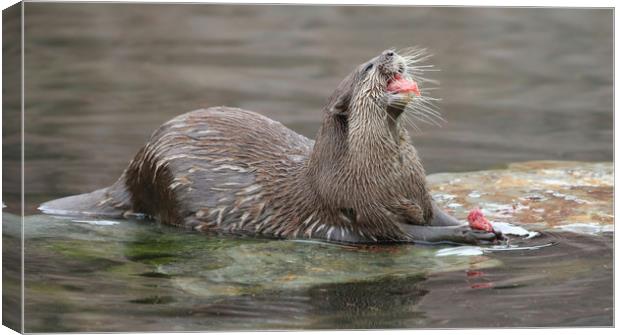 Playful Otter in the Bay Canvas Print by Simon Marlow