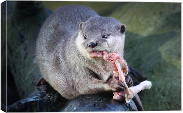 Closeup of an Otter holding and eating food Canvas Print by Simon Marlow