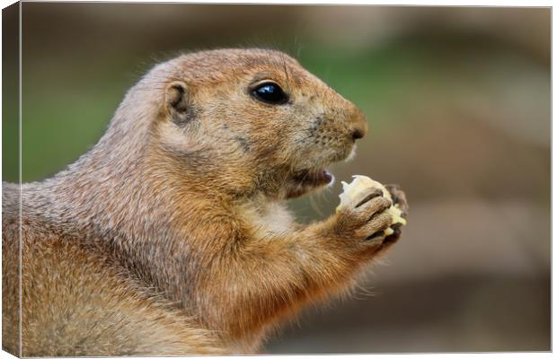 Prairie Dog from the side eating Canvas Print by Simon Marlow