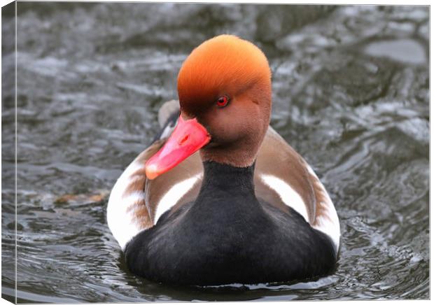 Red Crested Pochard coming towards you Canvas Print by Simon Marlow