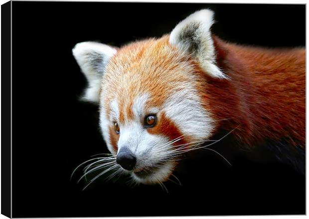 Beautiful Red Panda against a dark background Canvas Print by Simon Marlow