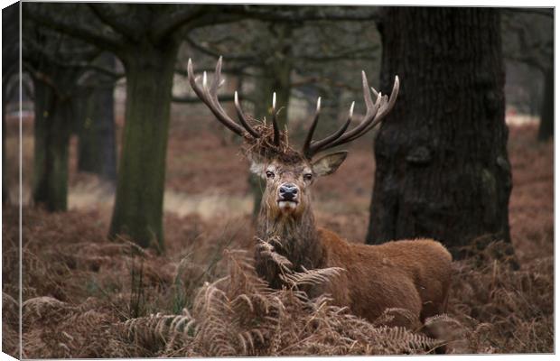 Majestic Stag in the forest Canvas Print by Simon Marlow