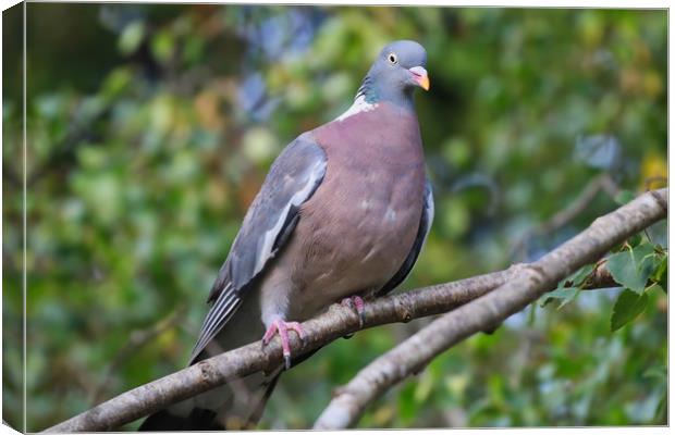 Majestic Wood Pigeon Perched Canvas Print by Simon Marlow
