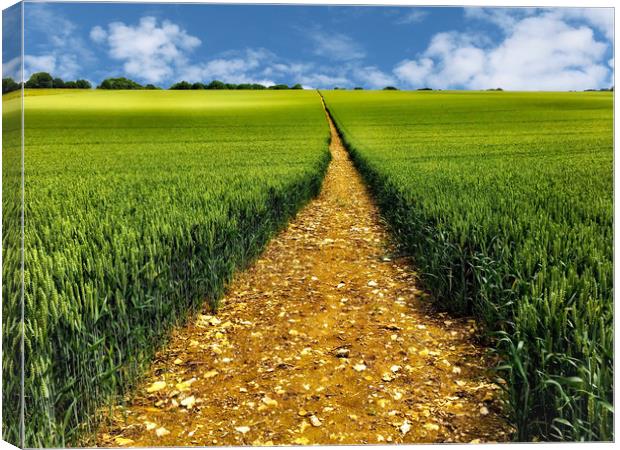 Golden pathway through a crop field Canvas Print by Simon Marlow